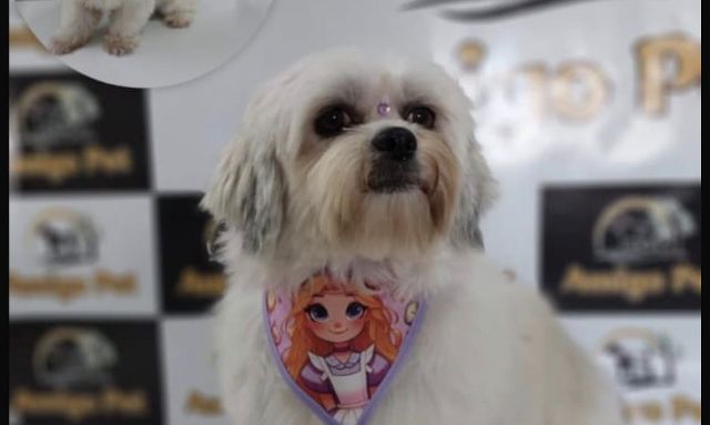 Mulher em Gol antigo pega cachorrinha Morgana após pedir ajuda a vizinho, alegando ser a dona do animal; caso é registrado na UNISP