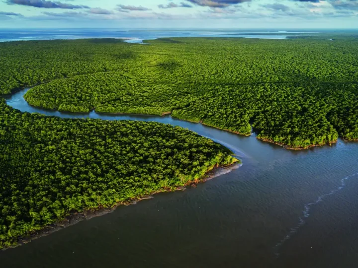 Exposição no CCBB RJ destaca importância e riqueza dos manguezais