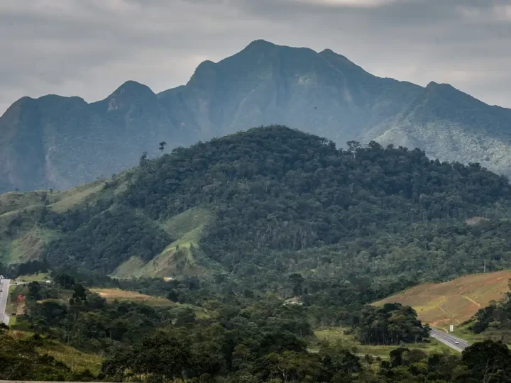 SOS Mata Atlântica mobiliza setor privado para conservação do bioma
