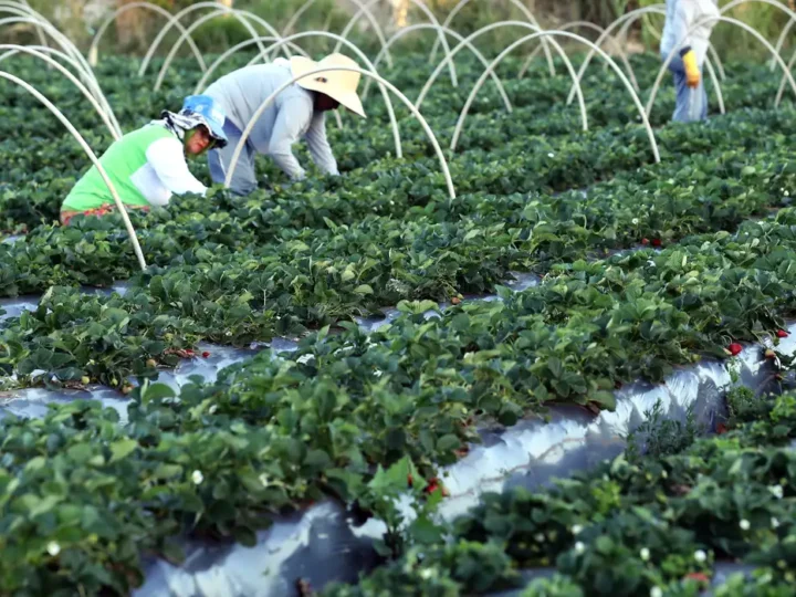 Finep anuncia parceria de R$ 74,9 milhões para a agricultura familiar