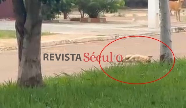 Durante prova de direção, camionete oficial do DETRAN atropela cachorro em Vilhena; internauta registra e denuncia omissão