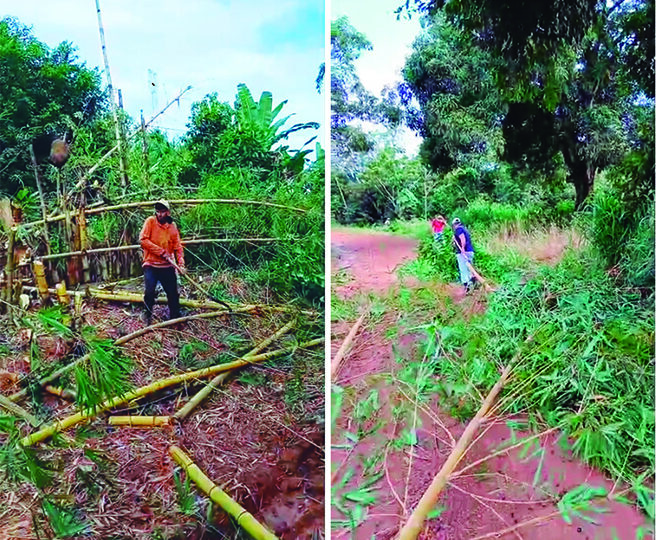 ENERGISA INEFICIENTE: Produtores de Porto Velho arriscam a vida para limpar rede de luz