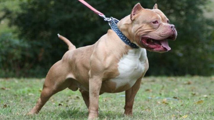 Polícia Militar reage a ataque de pit bull e efetua disparos para conter animal agressivo em Vilhena