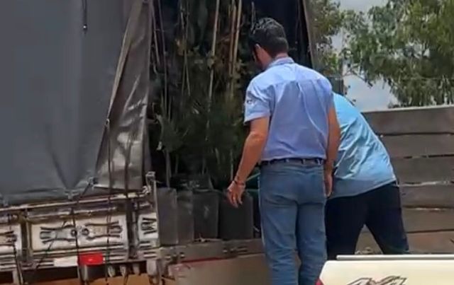 Apreensão de mudas pela IDARON em Vilhena gera revolta entre moradores