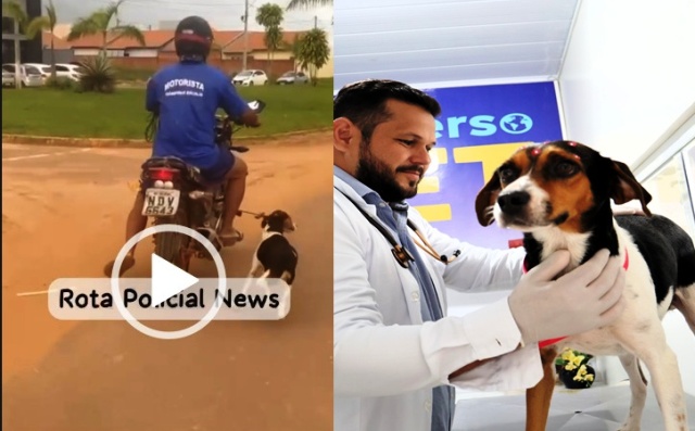 Cadela vítima de maus-tratos regatada pela polícia é diagnosticada com câncer e inicia tratamento especializado custeado pelo município