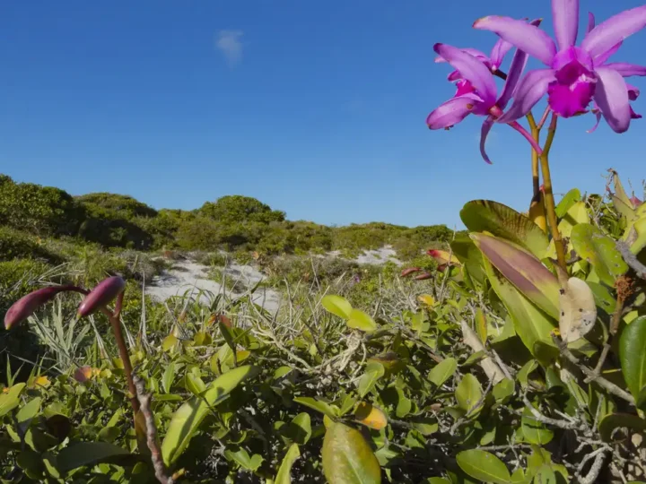 Inpe confirma redução de desmatamento na maioria dos biomas em 2024