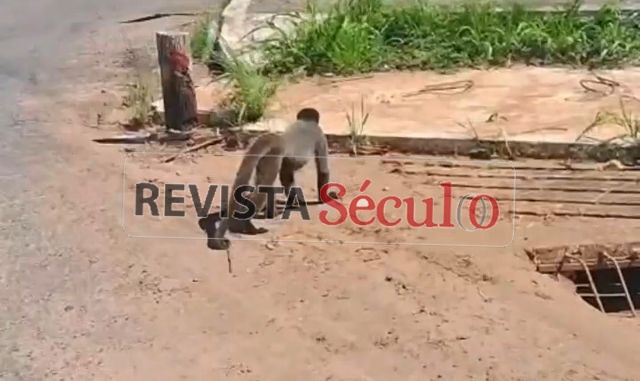 Macaco é encontrado próximo ao Parque de Exposições e mobiliza Corpo de Bombeiros em Vilhena