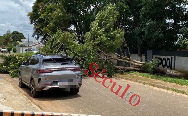 Via fica interditada após queda de árvore no Centro de Vilhena