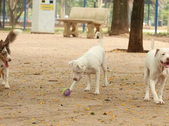 Estatuto dos Cães e Gatos prevê penas para quem maltratar animais