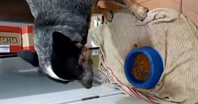 Homem que multilou cachorro com roçadeira tem prisão preventiva decretada em Colorado do Oeste