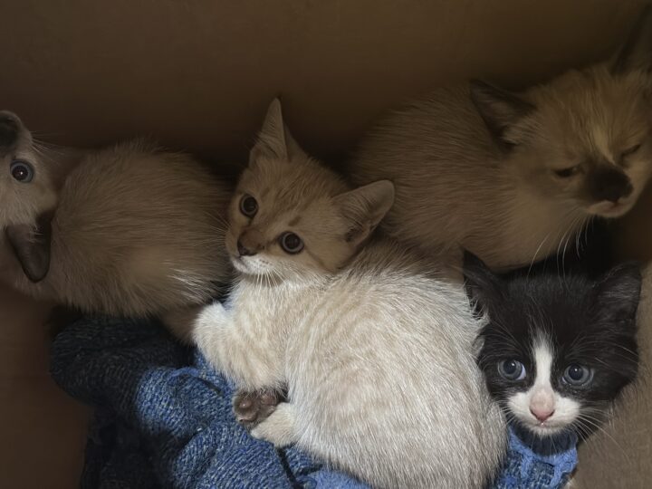 Após alta médica, jornalista Tony Rota retoma atividades e resgata gatos abandonados em Vilhena
