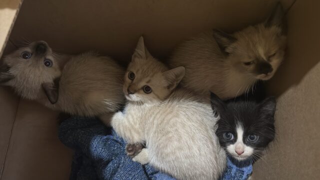 Após alta médica, jornalista Tony Rota retoma atividades e resgata gatos abandonados em Vilhena