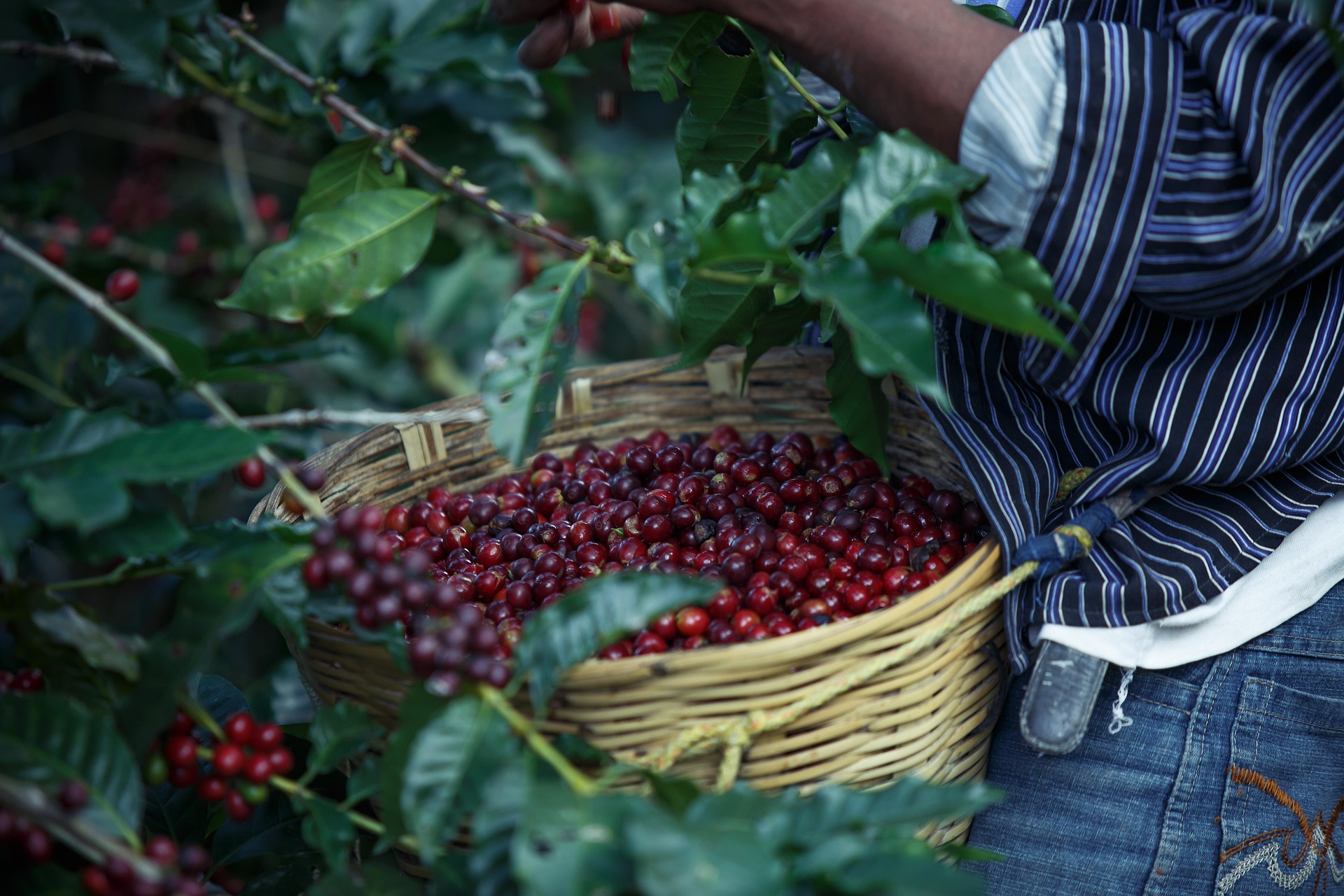 Jean Mendonça celebra Dia Nacional do Café ao lado de produtora destaque de Espigão D’Oeste
