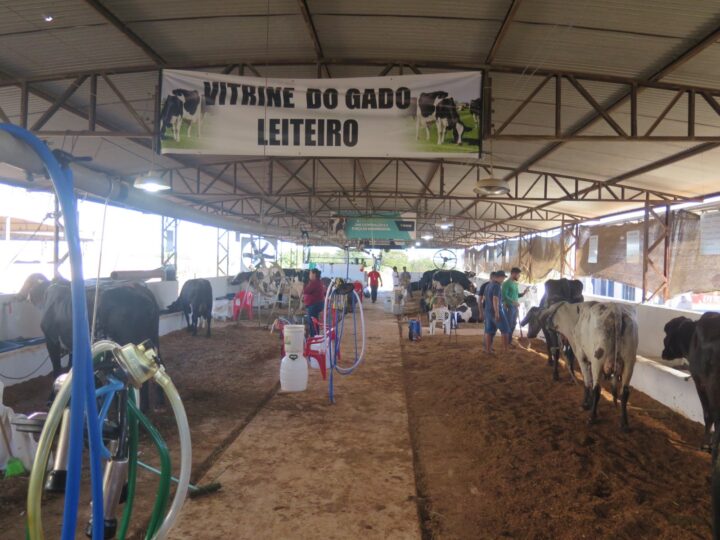 Concurso Leiteiro e Julgamento de Gado Leiteiro da 38ª Expocol vão distribuir mais de R$ 100 mil em prêmios, incentivos e genética de alto padrão