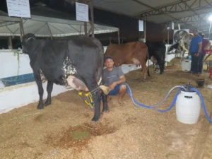 Inbatível: Vaca “Alagada” domina o Concurso Leiteiro e leva o título máximo da Expocol