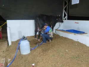 Com recorde e produção impressionante, Miçanguinha vence torneio de novilhas na 38ª Expocol
