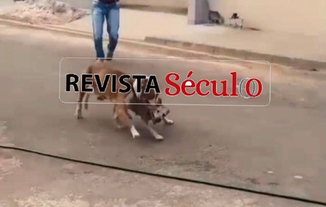VILHENA – Após ataques de pitbull no bairro Florença, secretário de Meio Ambiente esclarece atuação da SEMMA e animal é recolhido